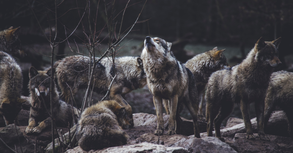 Leader of the pack wolves