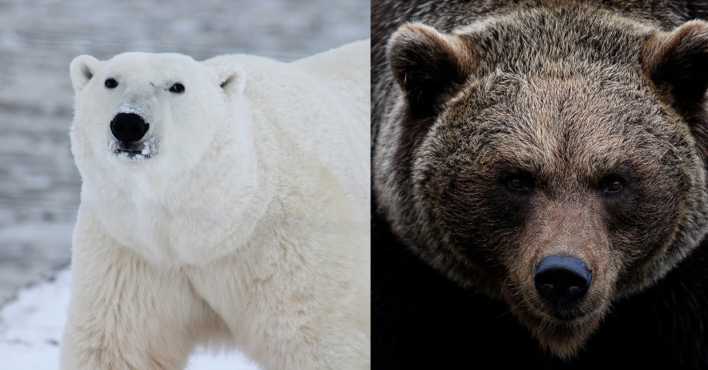 Polar bears vs grizzly bear