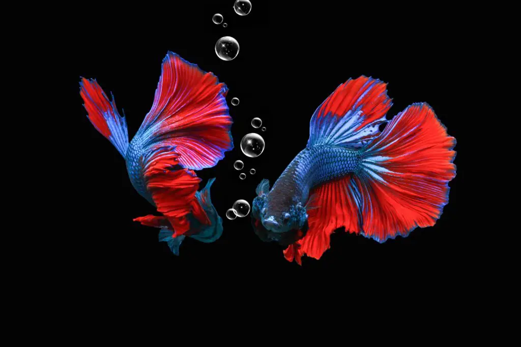 Can betta fish live with other fishes