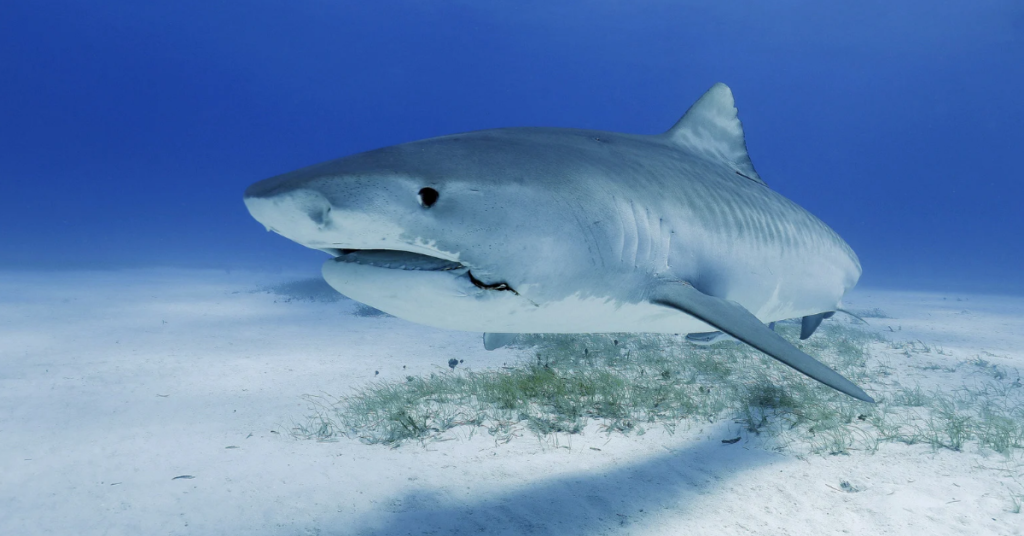 What might influence the movement of sharks