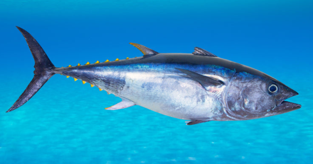 How many eggs do bluefin tuna lay?