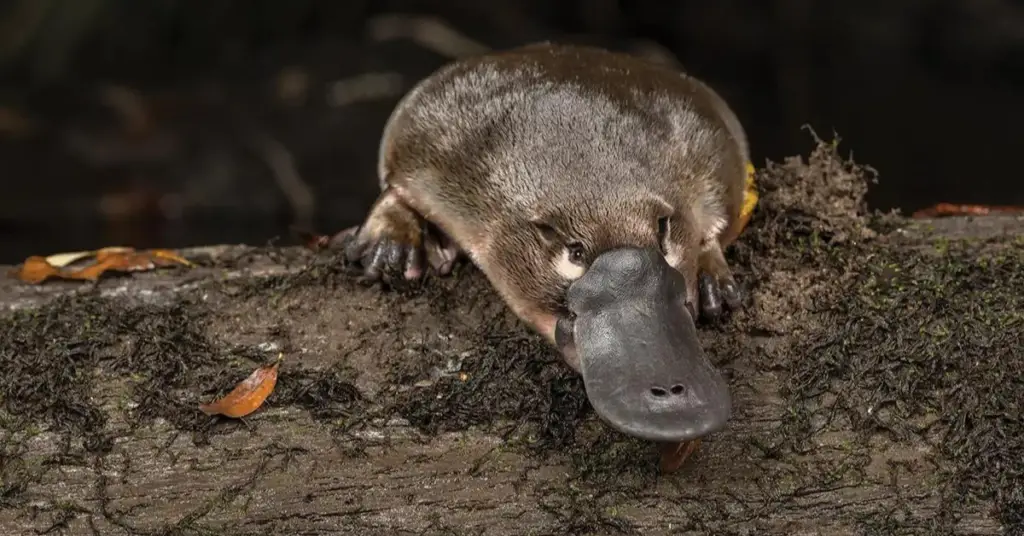 What is a spur on a platypus?