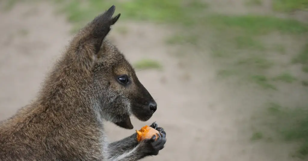 How often do red kangaroos eat