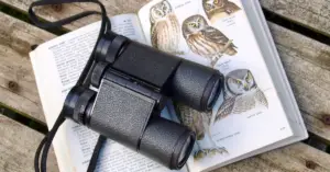 How to get started with bird watching