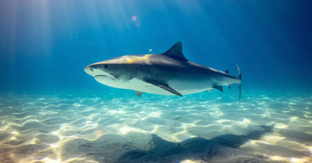 Do tiger sharks eat bluefin tuna