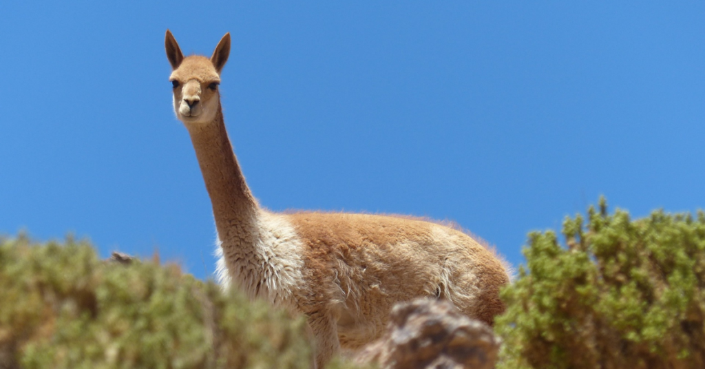 vicuna animals that start with V