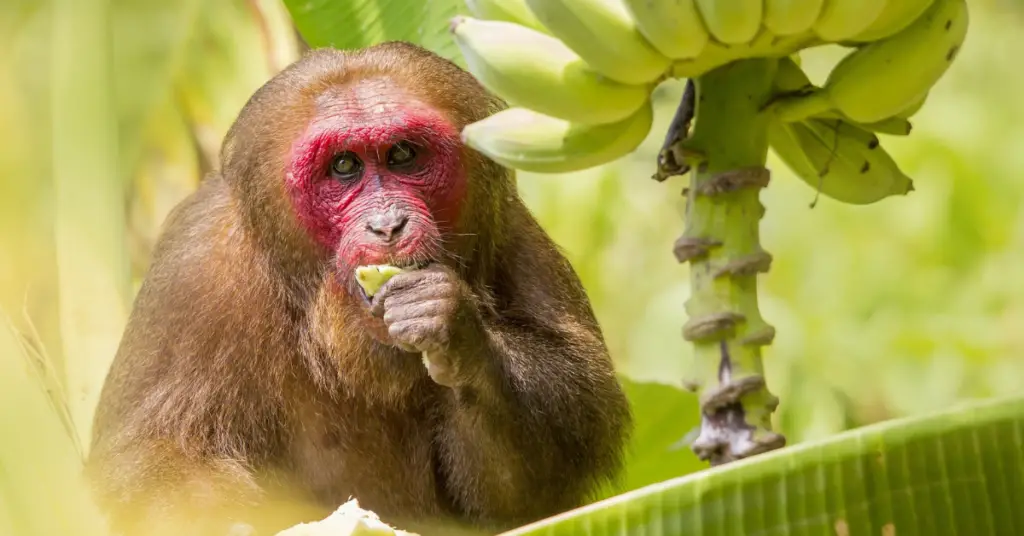 What animals eat banana peels