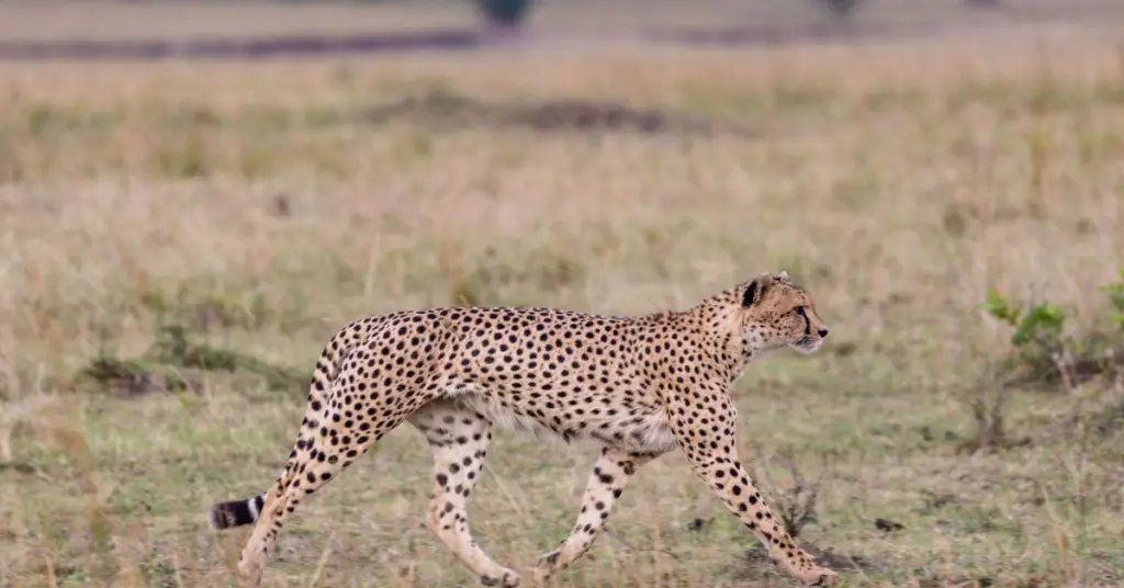 The top 10 fastest animals in the world