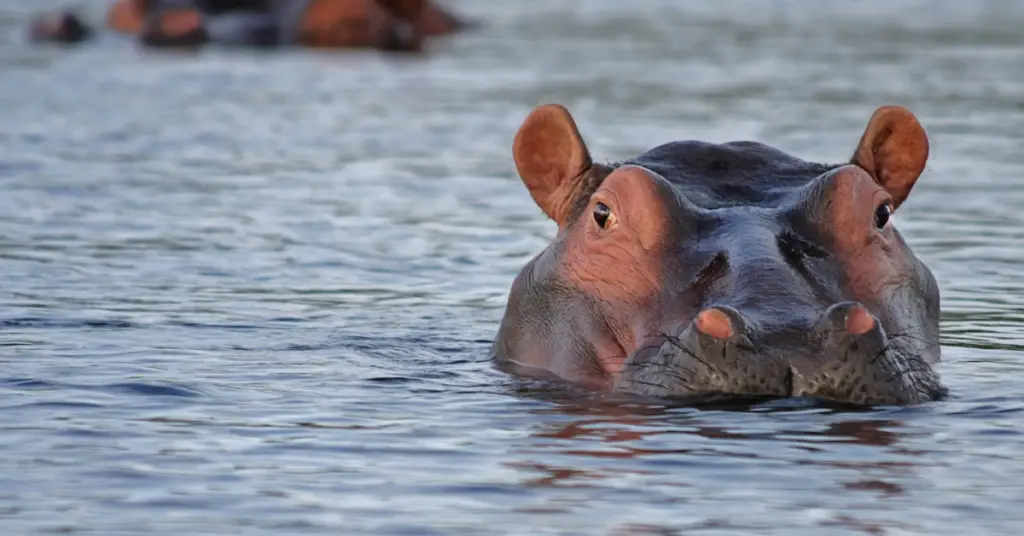 color of a hippo