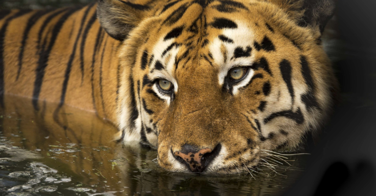 what-do-bengal-tigers-eat-in-the-tropical-rainforest-simply-ecologist