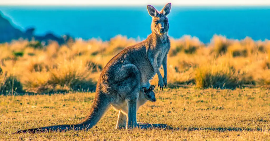 How do red kangaroos reproduce