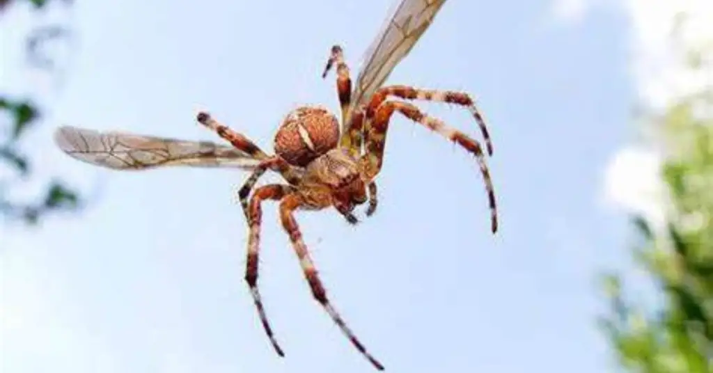 FLYING SPIDER FACTS