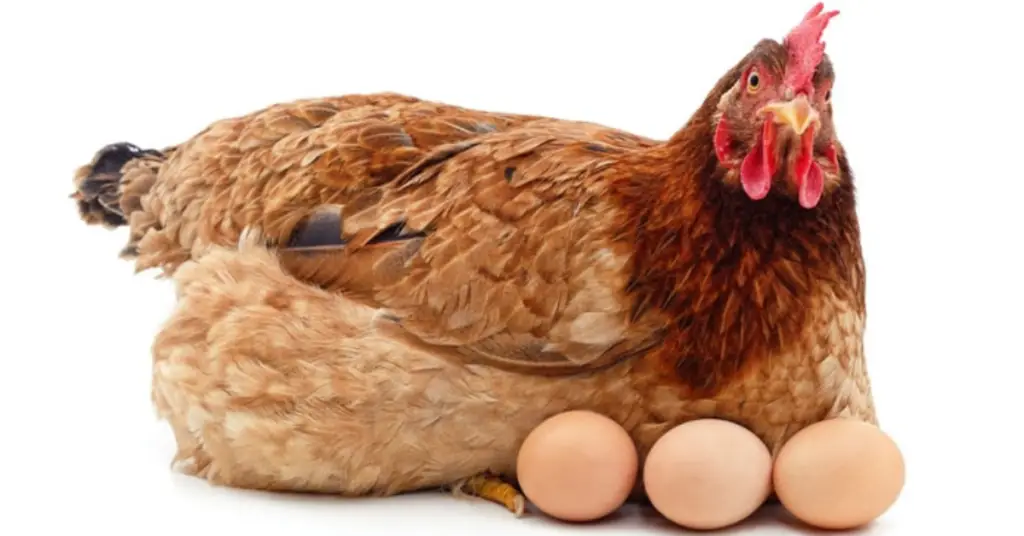 Animals that lay eggs