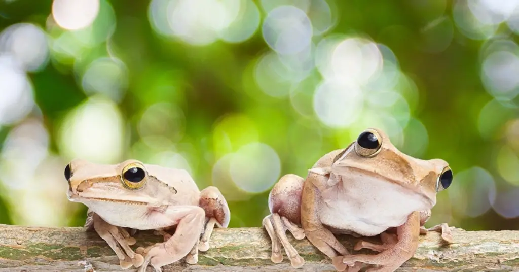 Understand frog breeding behaviour