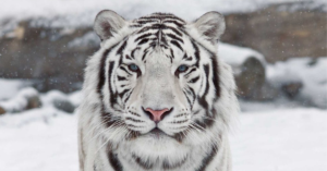 Adaptations of white tiger