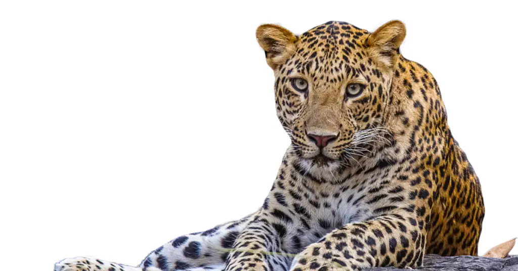 Ecology of Sri Lankan Leopard
