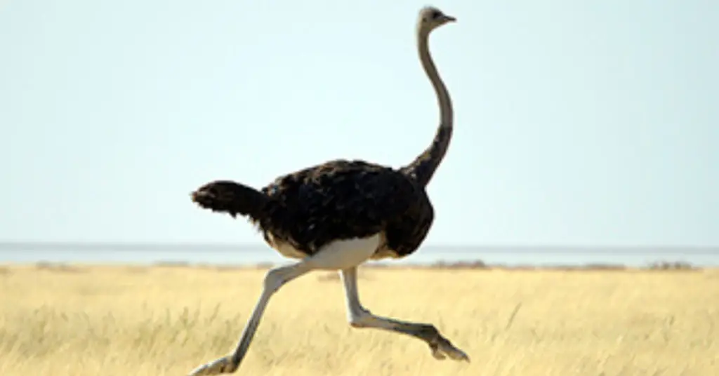 How fast can an ostrich run?