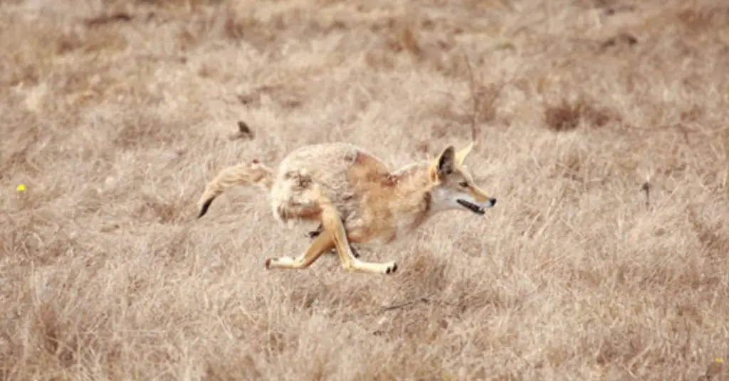 How fast can a coyote run?
