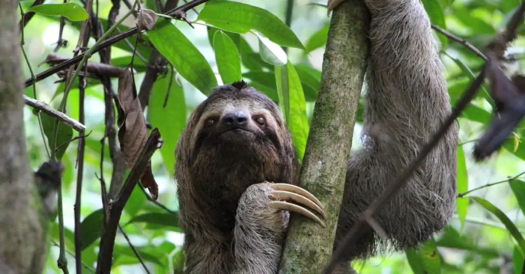Why sloths are slow