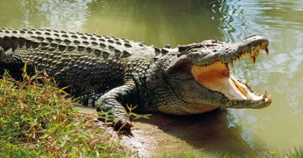 What do saltwater crocodile eat?