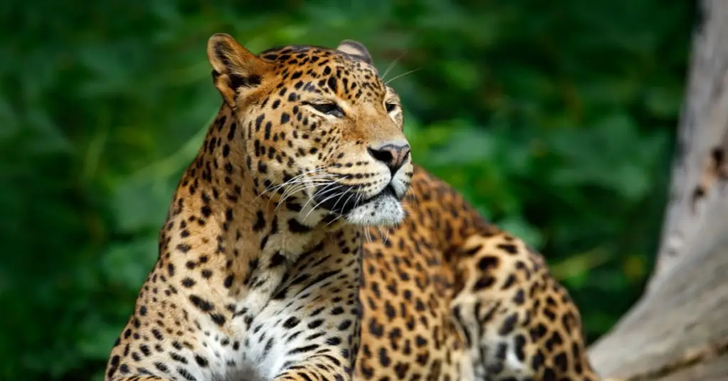 What is the ecological role of the leopard?