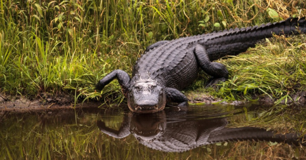Do alligators have scales or skin?
