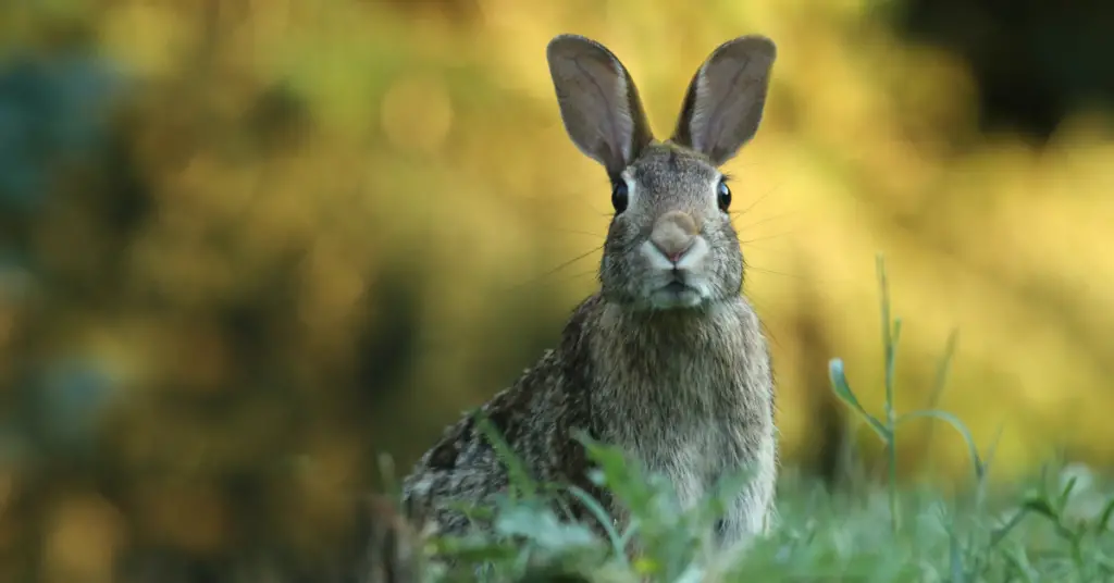 Why do rabbits have such a long ears?