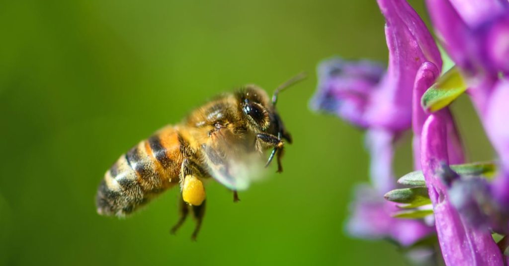 Ecology of honey bees