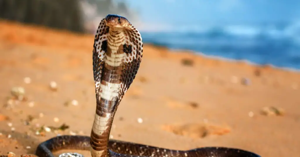 Why King cobra eats other snakes?