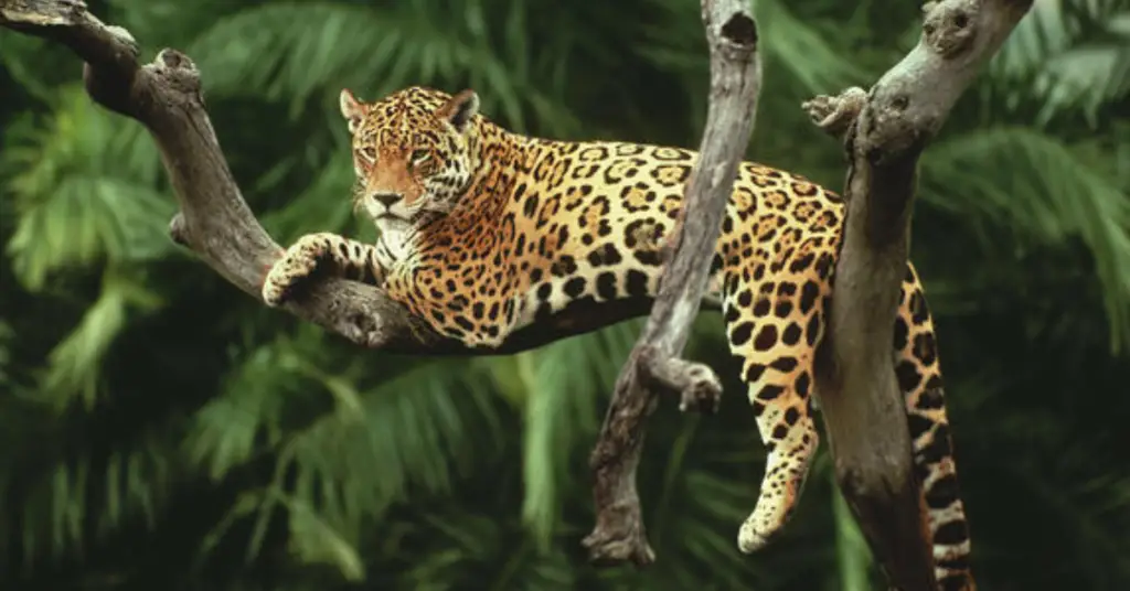 Why do jaguars live in the jungle?