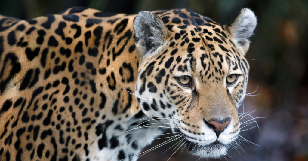Ecology of Jaguars