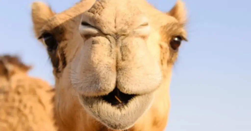 Can and do camels spit?