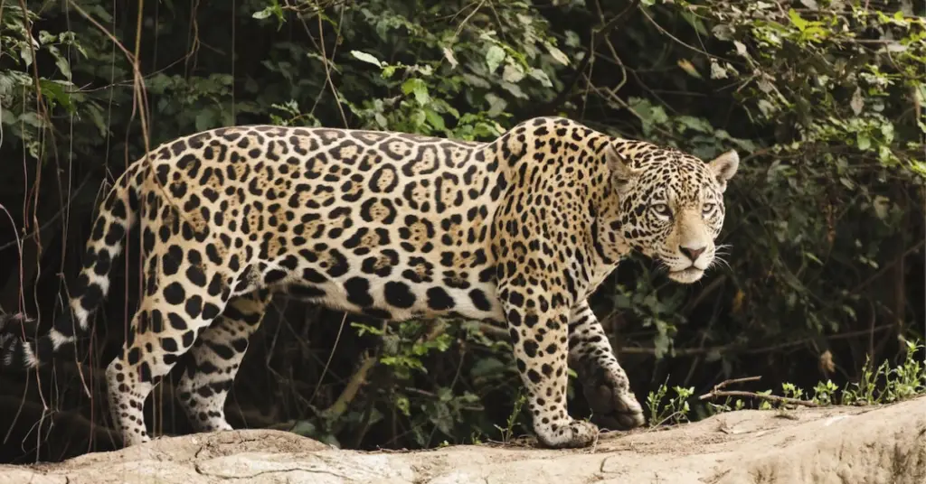Adaptations of a jaguar