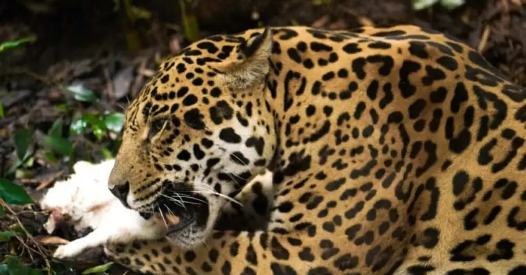 What do jaguars like to eat?