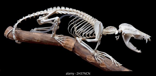 Opossum Skeleton