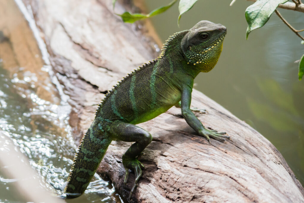 Real Dragons: Must See Real-life Dragons Of Today