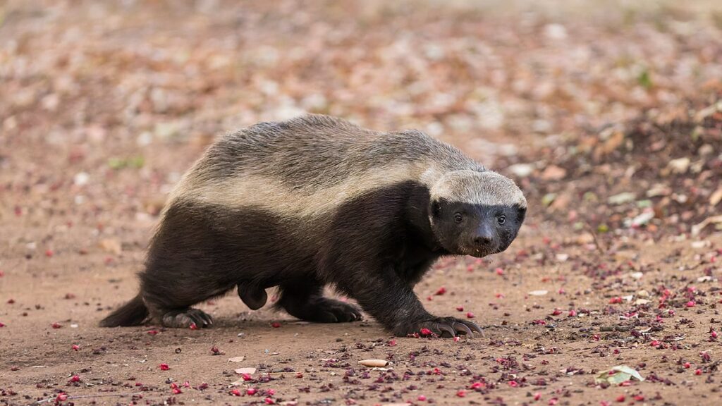 Do Badgers Have Tails? Explained