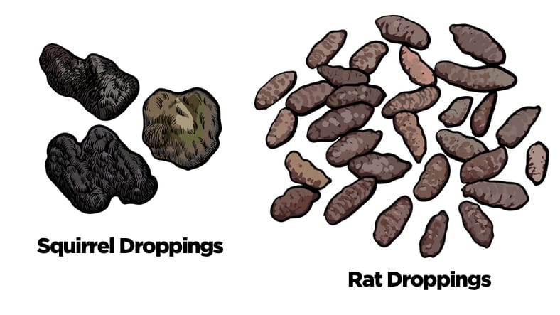 Squirrel Poop Vs. Rat Poop: 6 Differences [Explained]