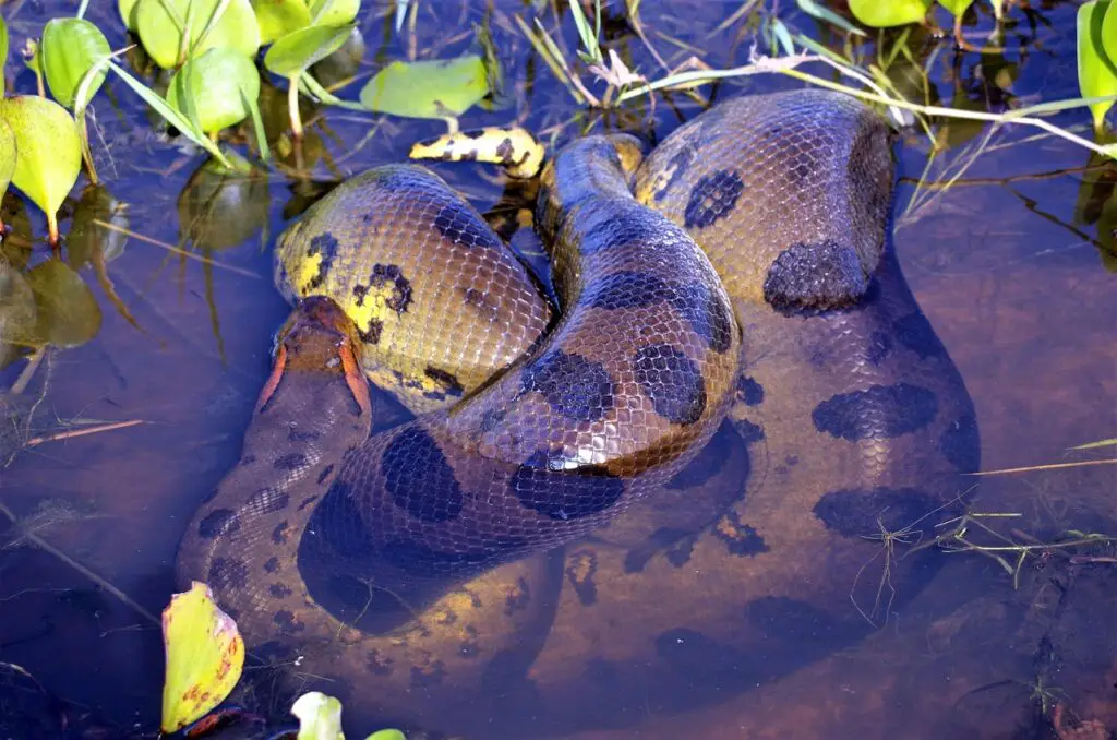 anaconda, snake, reptile-