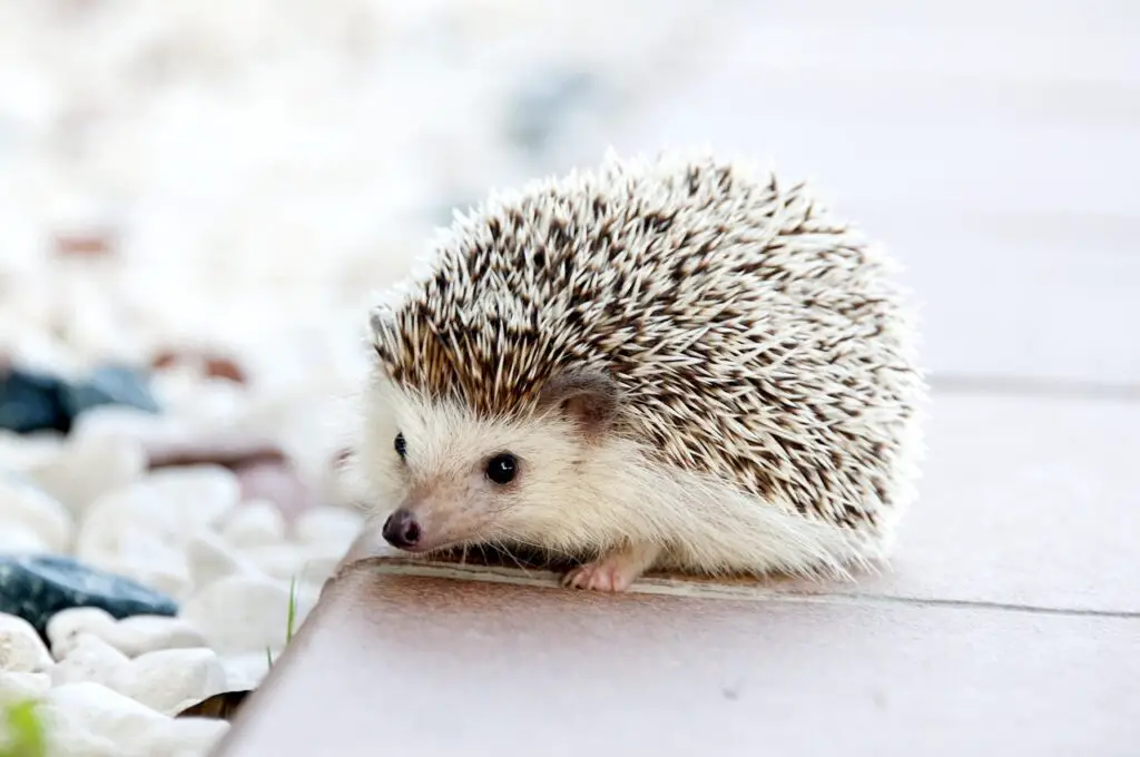 animal, hedgehog, pet-468228.jpg