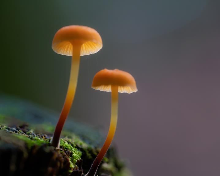 animals that consume mushrooms