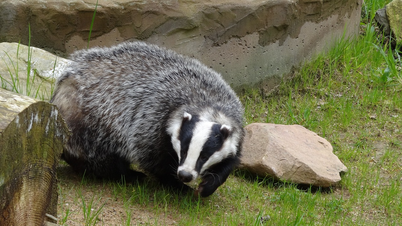 Badgers As Pets The Ultimate Guide