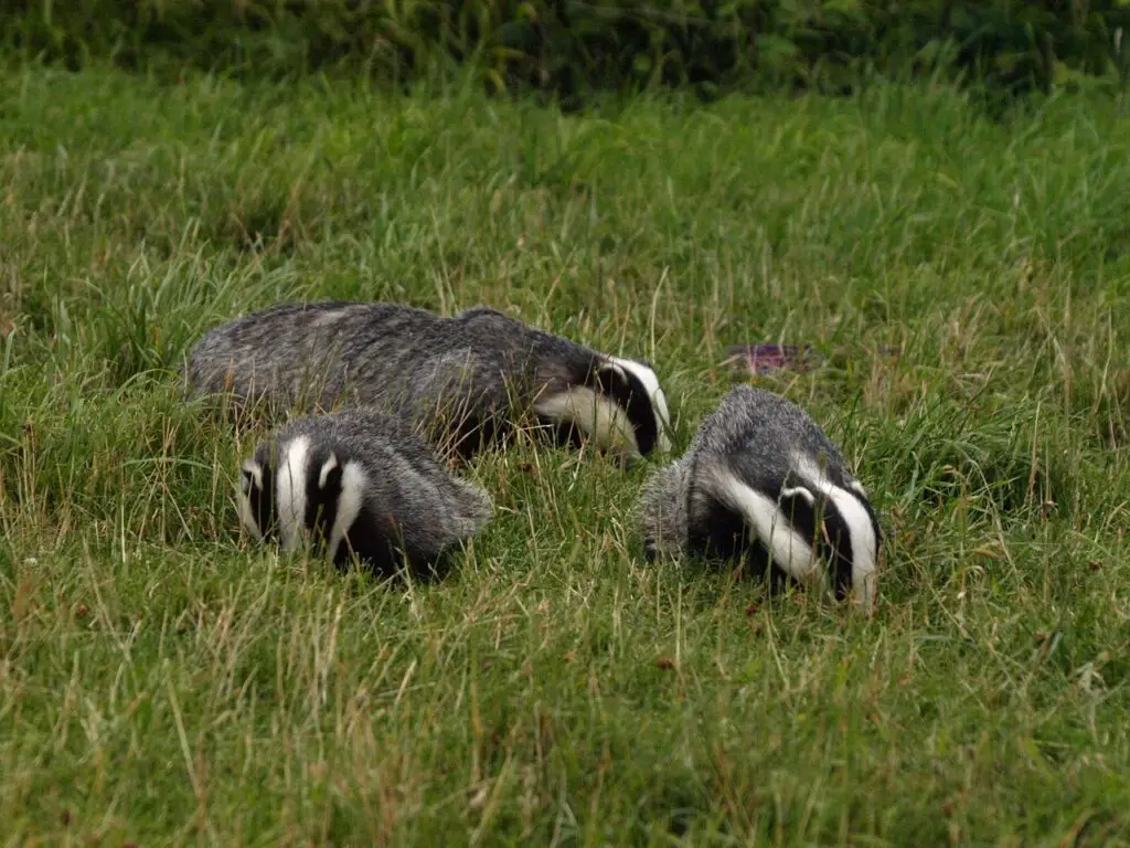 badgers, wildlife, animal-3790321.jpg