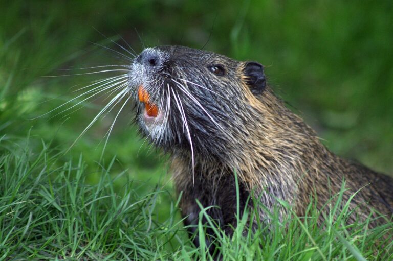 Unique Animals That Look Like Beavers