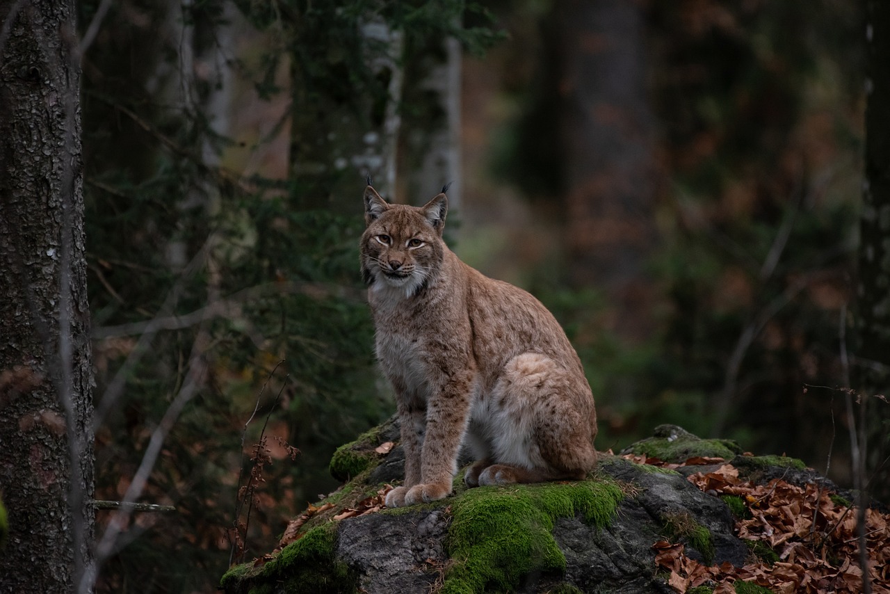 What Do Bobcats Sound Like?