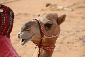 camel, desert, hello-2667153.jpg