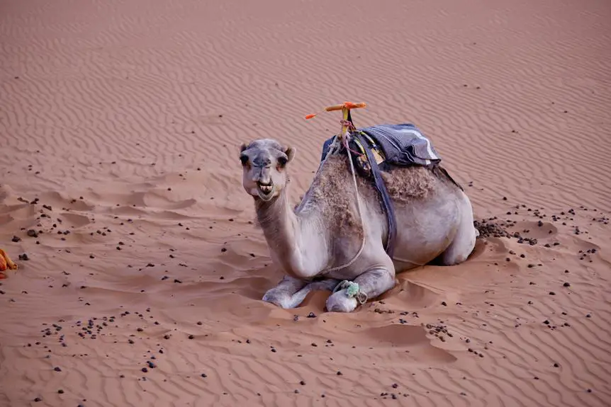camel predators and facts