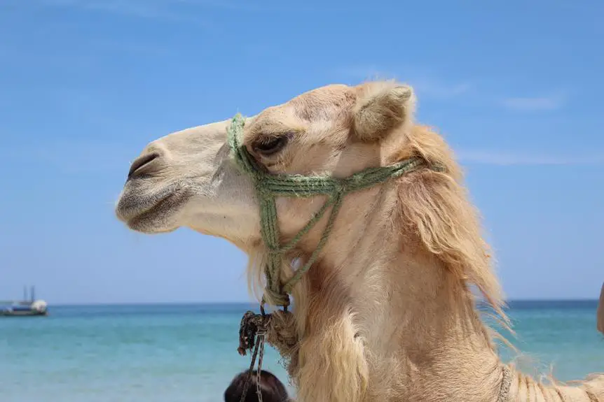 camel s water consumption explained