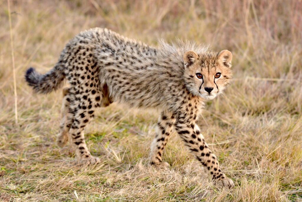 cheetah, africa, safari-.jpg