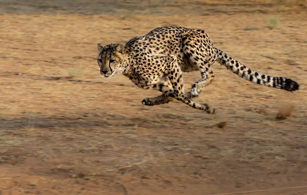 fastest land animals
